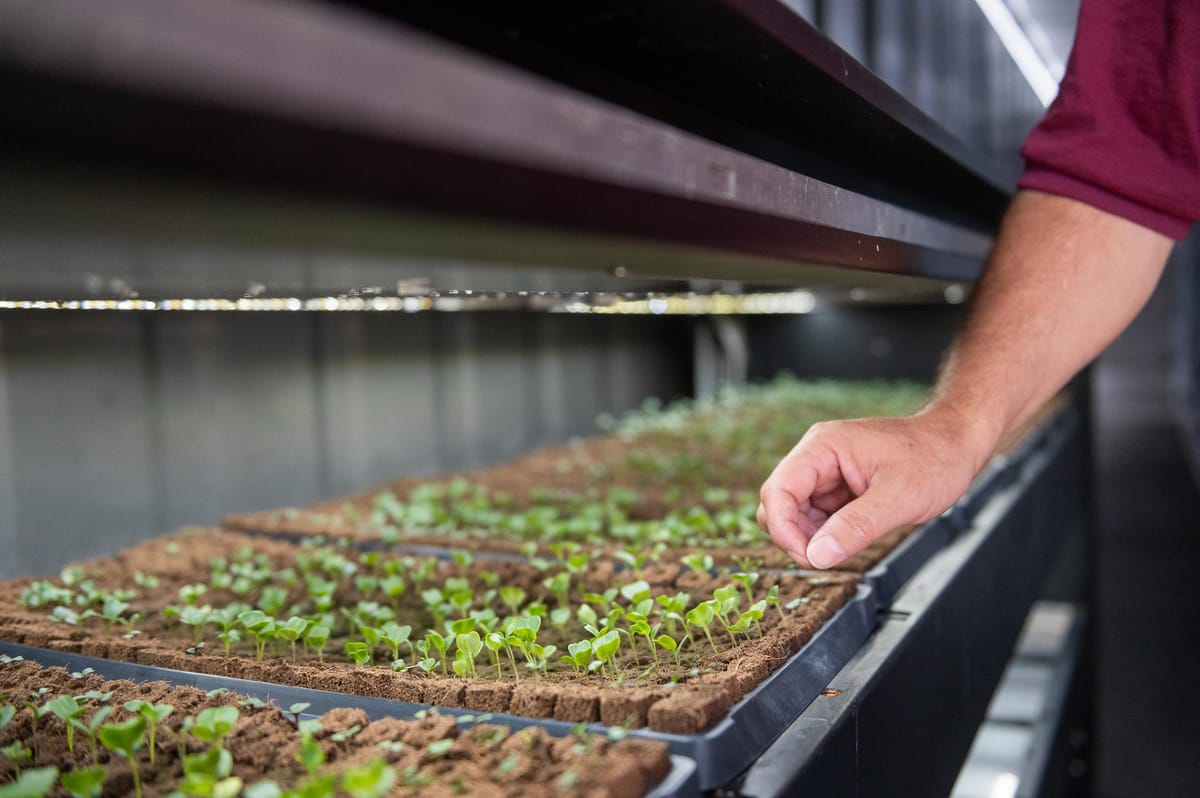 NMSU researchers look to container farms as sustainable growing alternatives