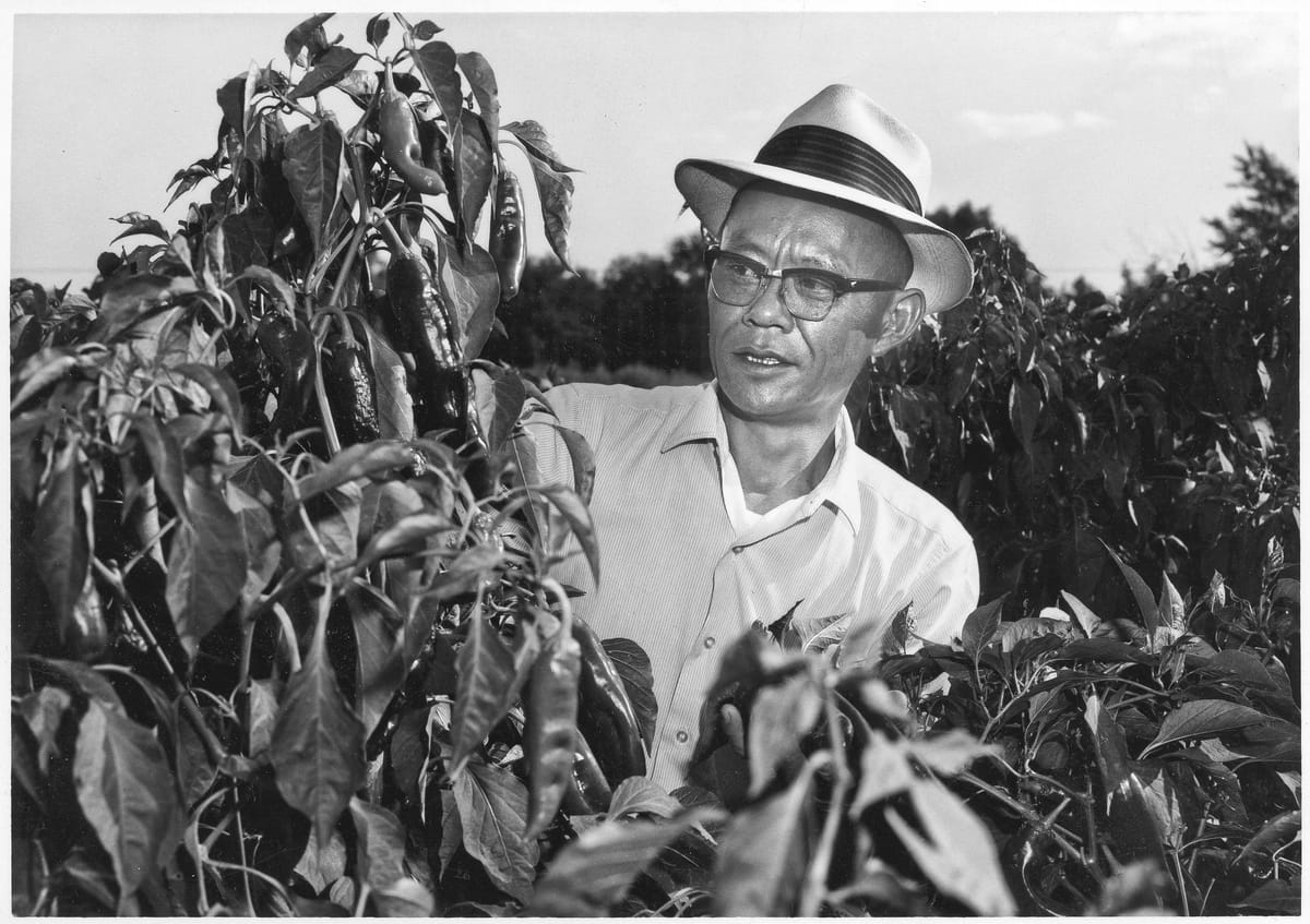 NMSU’s Roy Nakayama transformed New Mexico’s chile industry with bigger, hotter peppers