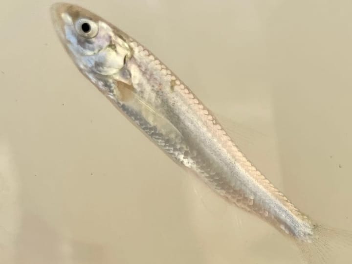 Endangered minnow lawsuit settled after two years