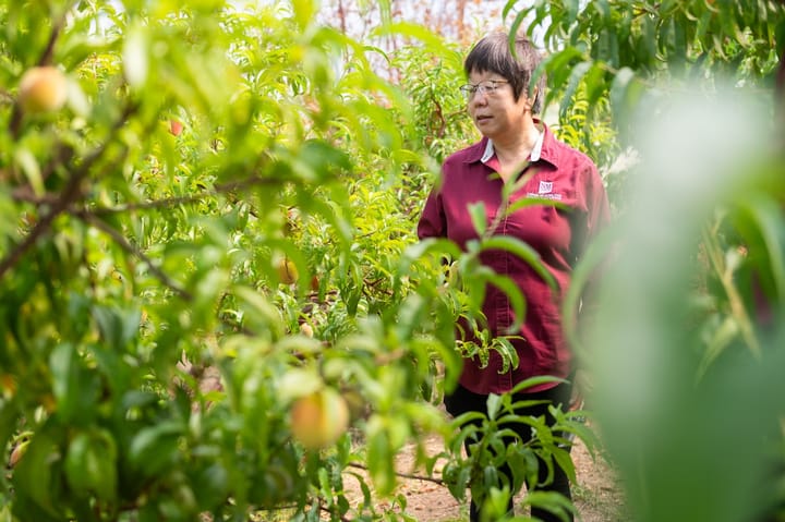 NMSU’s Sustainable Agriculture Science Center at Alcalde explores non-traditional crops