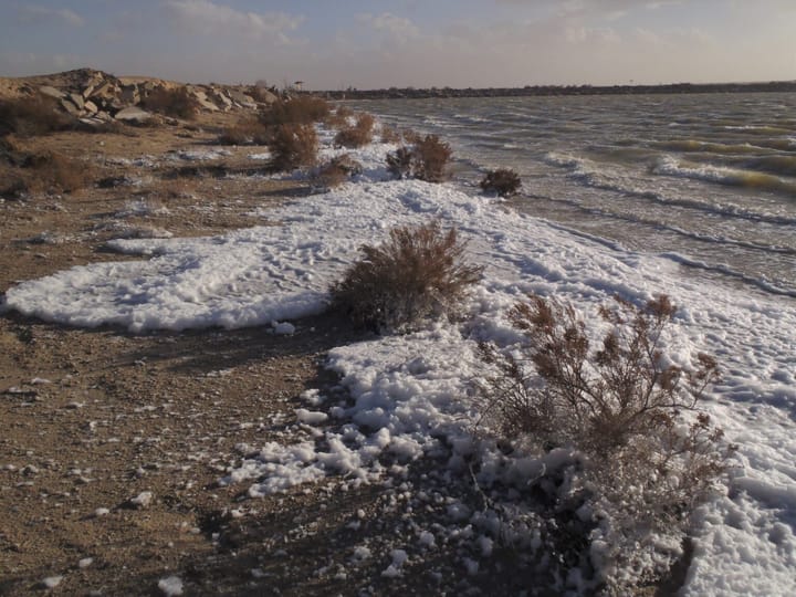 New Mexico wildlife, plants around Holloman Lake have highest PFAS contamination on record